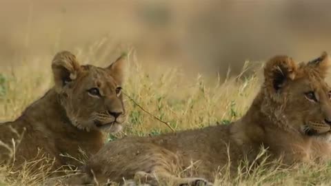 5k - African-wildlife African- Nature- showreel -2....