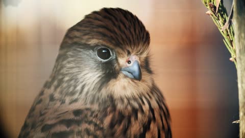 Bird of prey close-up. Not a large feathered predator