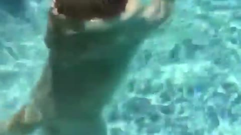 Dog walks likes a human in pool