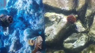 Feeding tropical fish at the aquarium.