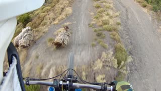Mountain Biker Nearly Lands On Wandering Sheep