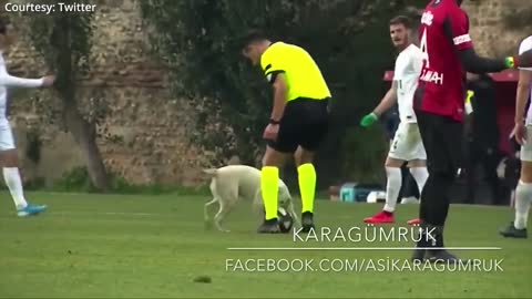 Canine interruption How a dog brought a football match to a halt🤣