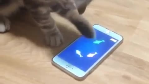Cats also use Google Play