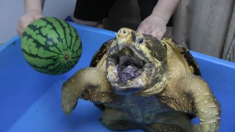 Alligator snapping turtle snaps Watermelon off