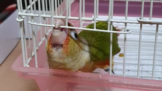 Crafty Bird Finds Way Out of Cage