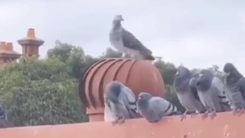 Dove on the carousel. Funny and clever animals. Nature