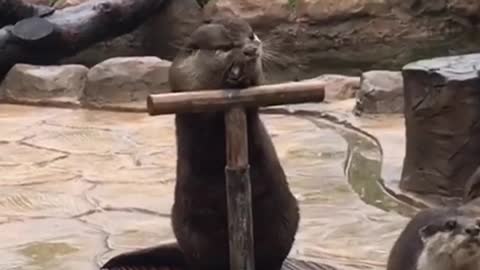 Cute otters eat delicious food again