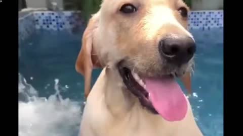 Enjoying in the pool | Cool and Cute Dog | Funny Animal Videos #16