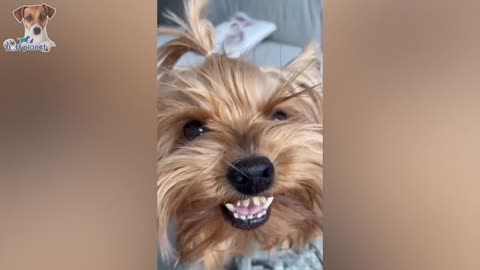 Funny Angry Dogs and Cats That Will Make You Laugh.