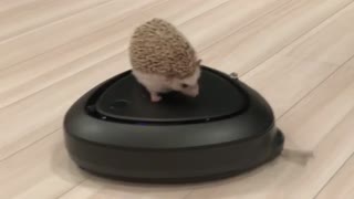 A hedgehog eats and takin the game and goes