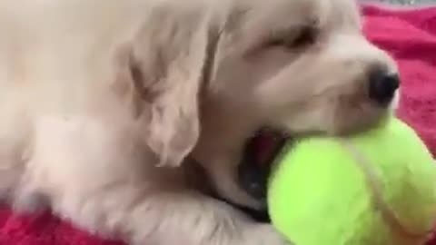 Litlle puppy with big ball