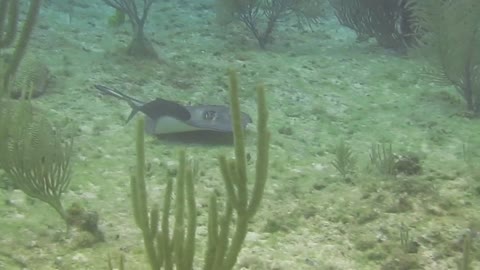 Stingray with passenger