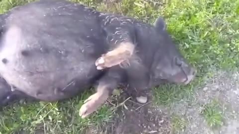 This pig is rolling drunk on fermented corn.