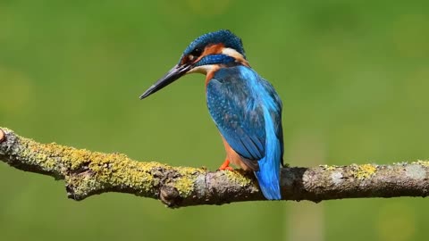 King Fisher catch the fish in slow motion