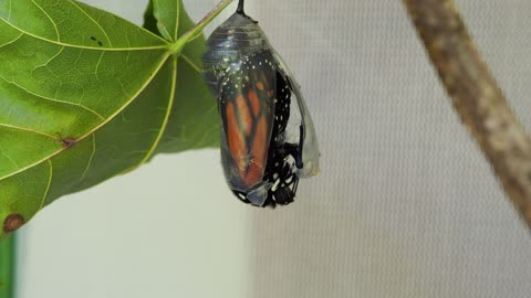 Bonnie, Lauren, Eilis' chrysalis from the city turned over for me to oversee.