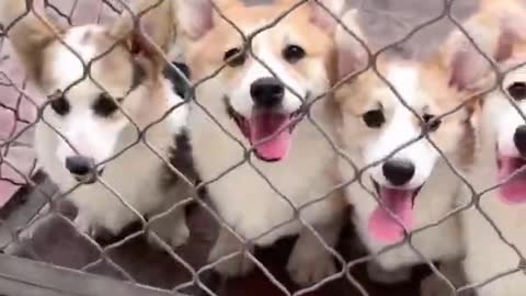 many Cute Dogs Happy time