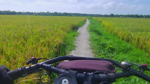 Ride in rice paddies was a blast!