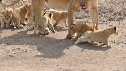 Cute Lions cubs