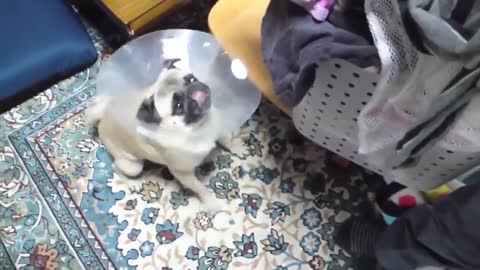 Pug is mad and had enough of the cone