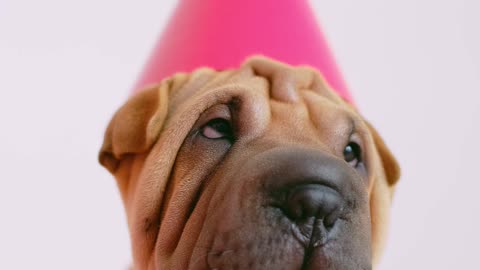 the dog's birthday