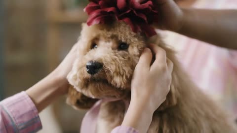 shot of hands of unrecognizable girls putting ribbon with flower on adorable maltipoo dog