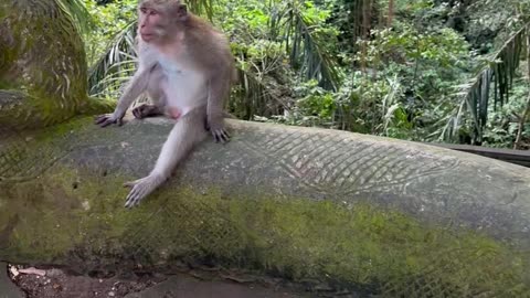 Monkey Tries to Bite Tourist in Bali