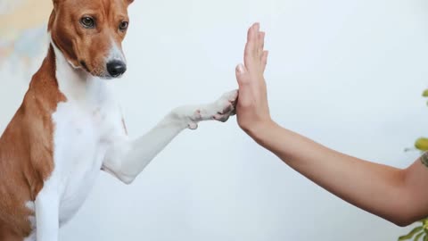 close focus on cute concentrated basenji dog is trained