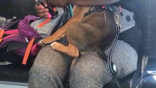 Woman cutting dog nails on train