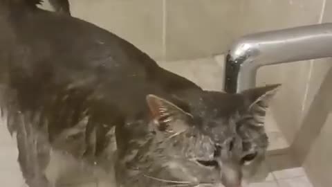 cat in the shower/кот в душе