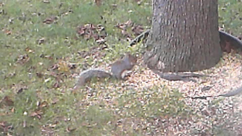 squirrel November 2021