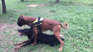 Boxer Dog vs Doberman