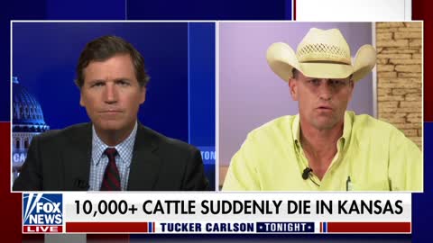 Tucker Carlson speaks with an Angus breeder after cattle dropped dead from extreme heat in Kansas.