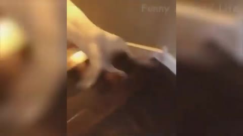 Watch this video, Dog is going crazy.