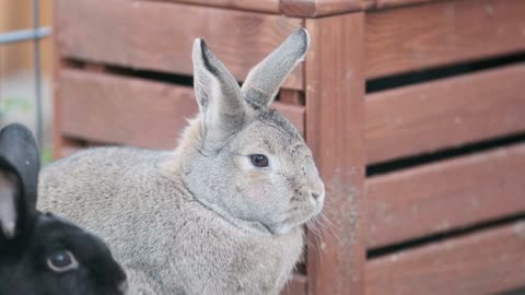 Did you think its cute !!! i think so, cute rabbit