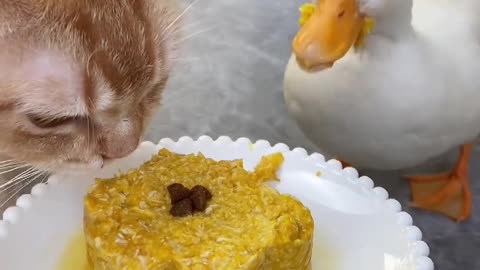 The cat and the duck fight for food