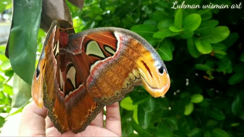 The discovery of a giant butterfly or elephant butterfly that is already rare 2