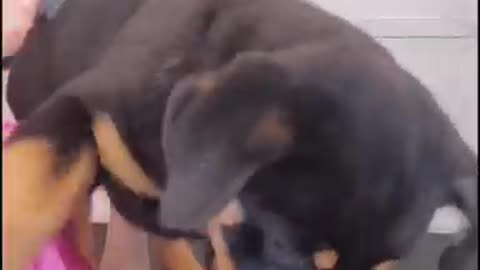 Rottweiler puppy first grooming appointment