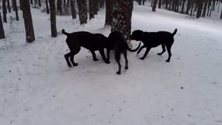 Three dogs Cane Corso