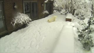 Snow WOOF Angel - Husky Making Snow Angels