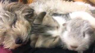 Poodle, Cat and Gerbil Nap Together
