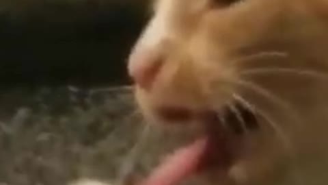 This cat is very funny😋😋|| don't skip video || funny pussy cat😎😎