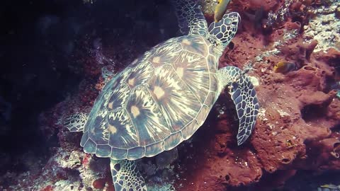 Turtle Underwater