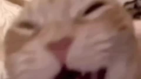 Funny laughing cat