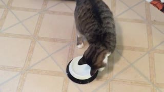 Cat messing with water bowl