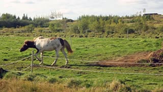 Horse rolling on the grass