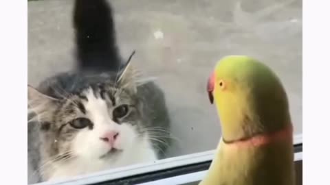 funny animals