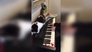 Viral Moment Cat Stops Owner Playing Chopsticks On Piano