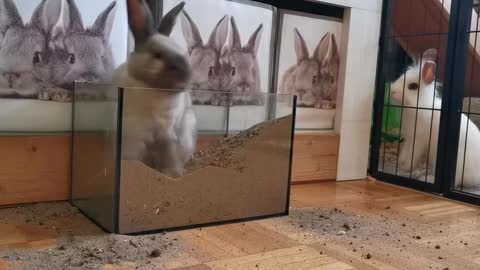 Rabbit Digging Bottle Of Sand videos 2021,