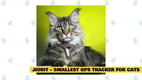 Best GPS Tracker for Cats 2022