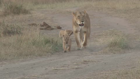 Travel to Africa on safari African Wildlife life